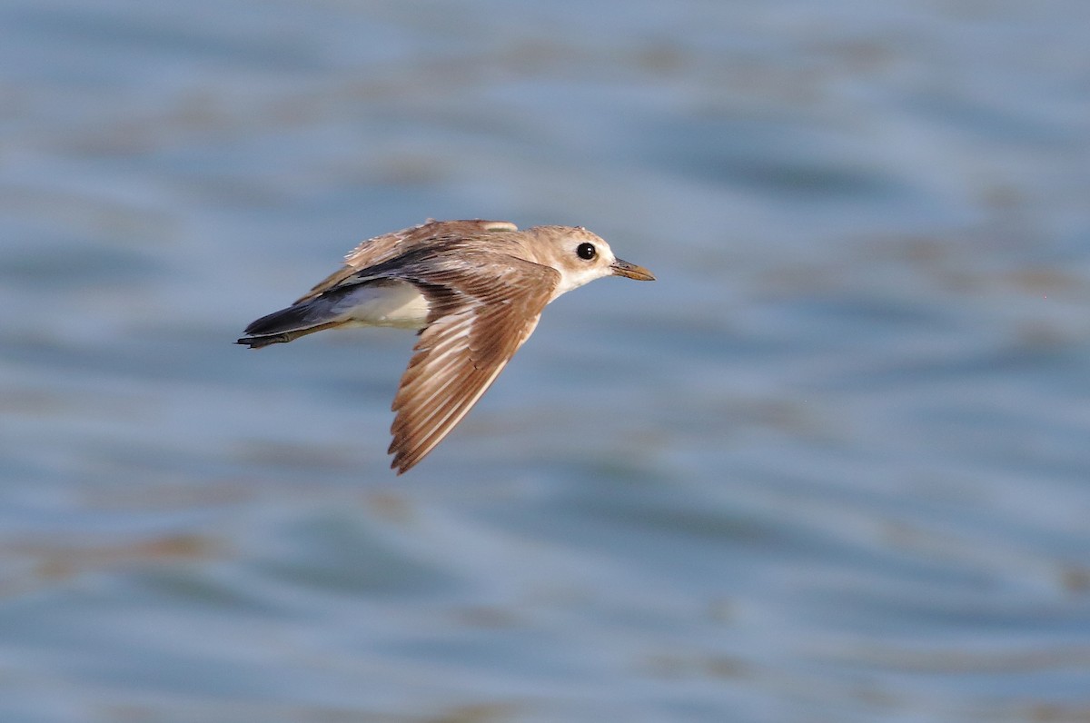 Greater Sand-Plover - ML178959911