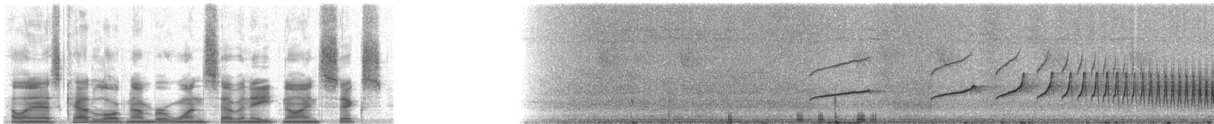 Blaugrau-Ameisenvogel - ML17896