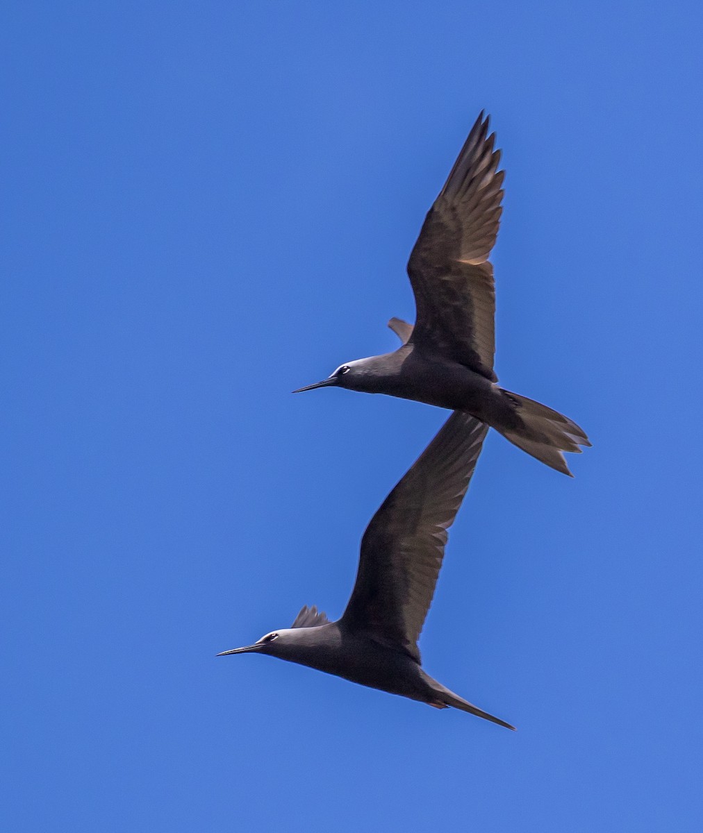 Black Noddy - ML178961811