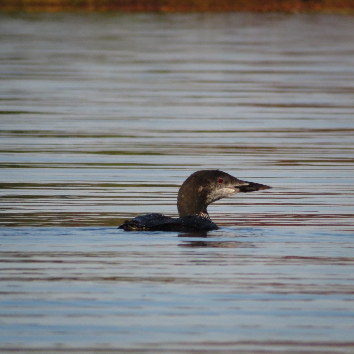 Common Loon - ML178962391