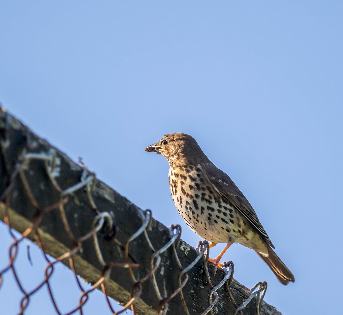 Song Thrush - ML178963391