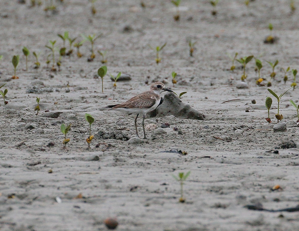 Greater Sand-Plover - Neoh Hor Kee