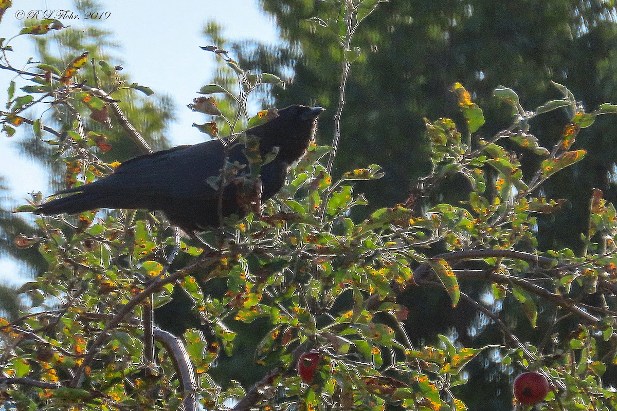 American Crow - Rita Flohr