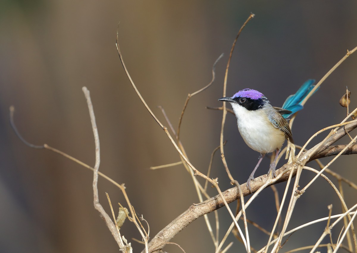 Purple-crowned Fairywren - ML178965751