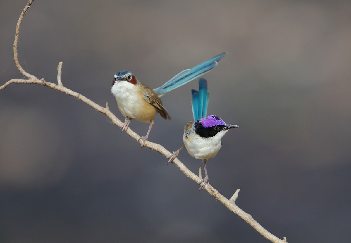 Purple-crowned Fairywren - ML178965771