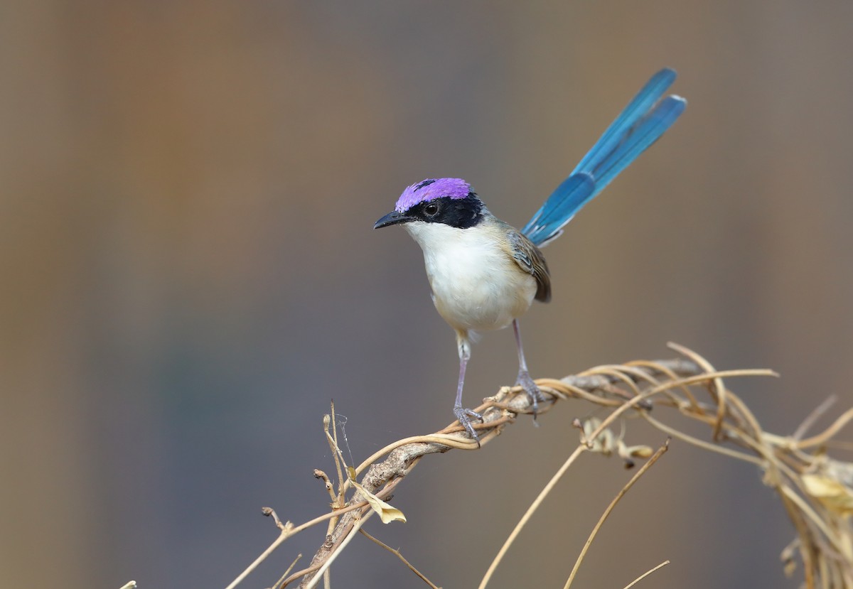 Purple-crowned Fairywren - ML178965781