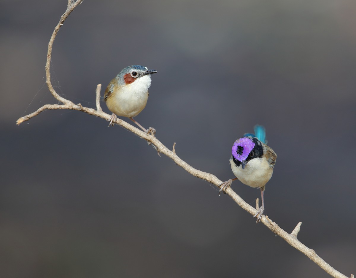 Purple-crowned Fairywren - ML178965791