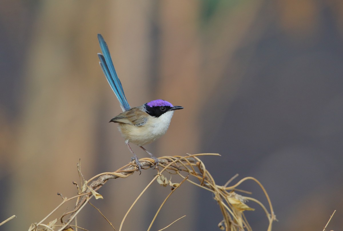 Purple-crowned Fairywren - ML178965801