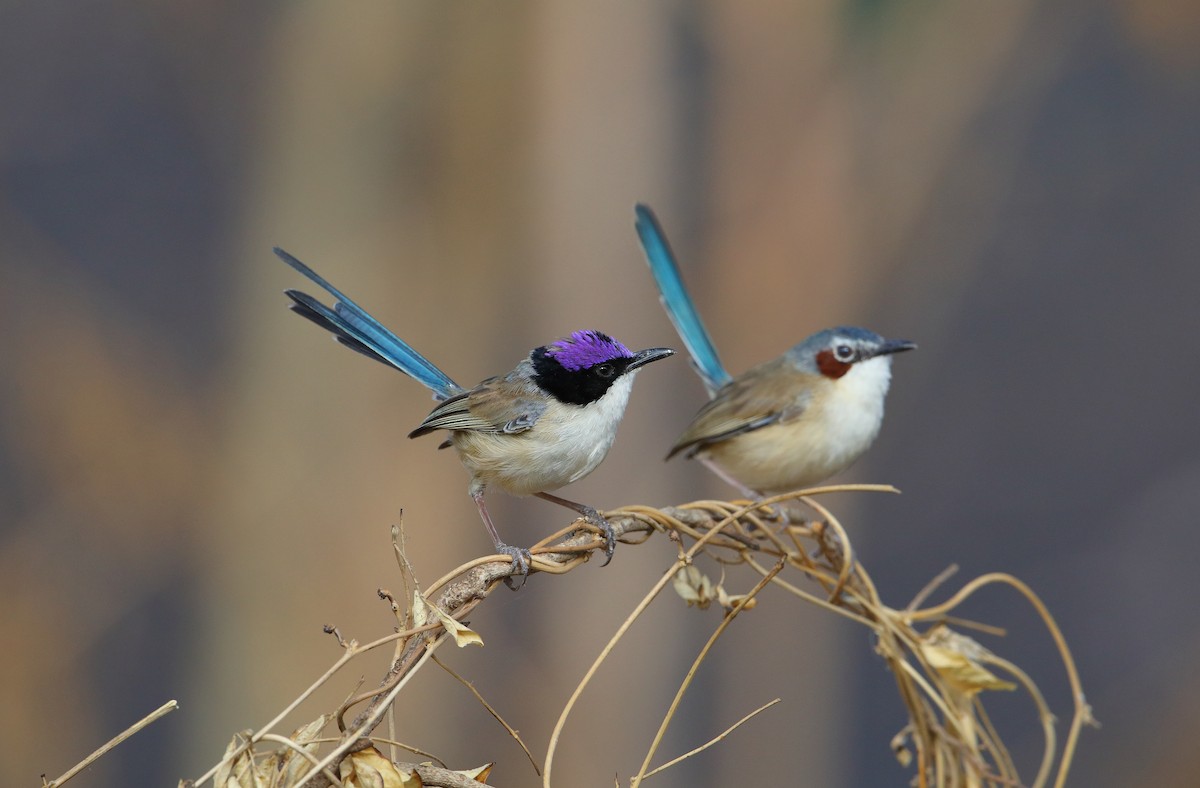 Purple-crowned Fairywren - ML178966221