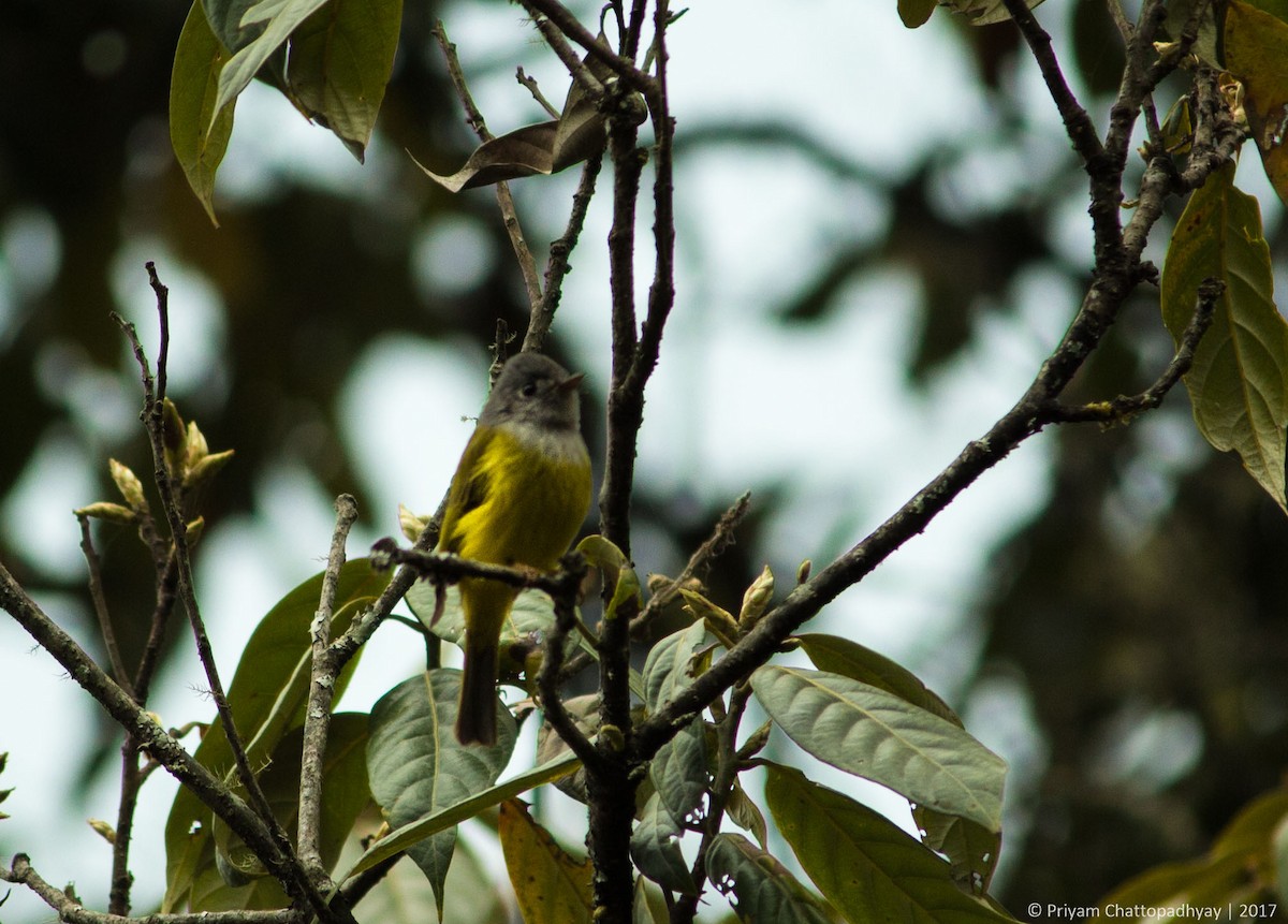 Gray-headed Canary-Flycatcher - ML178968031