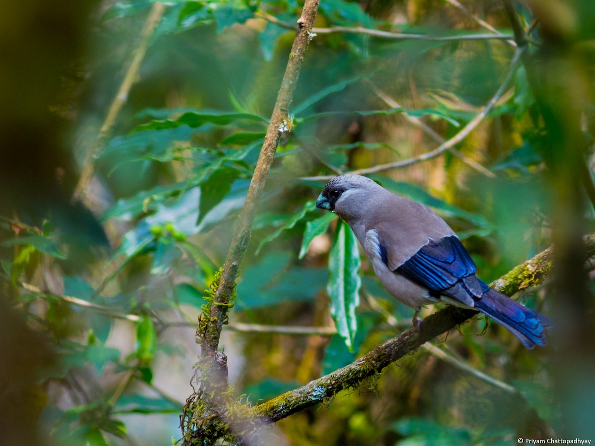 Brown Bullfinch - ML178968071