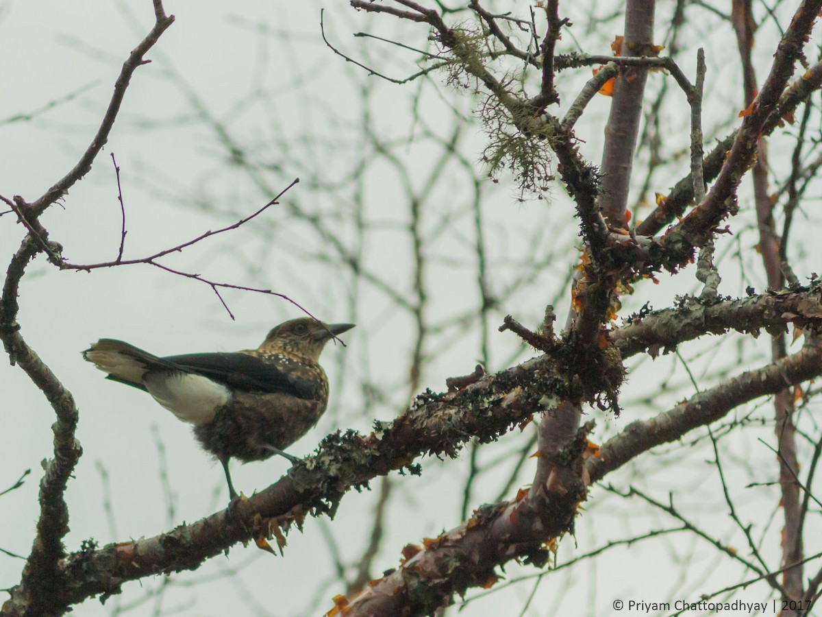 Eurasian Nutcracker - ML178968211