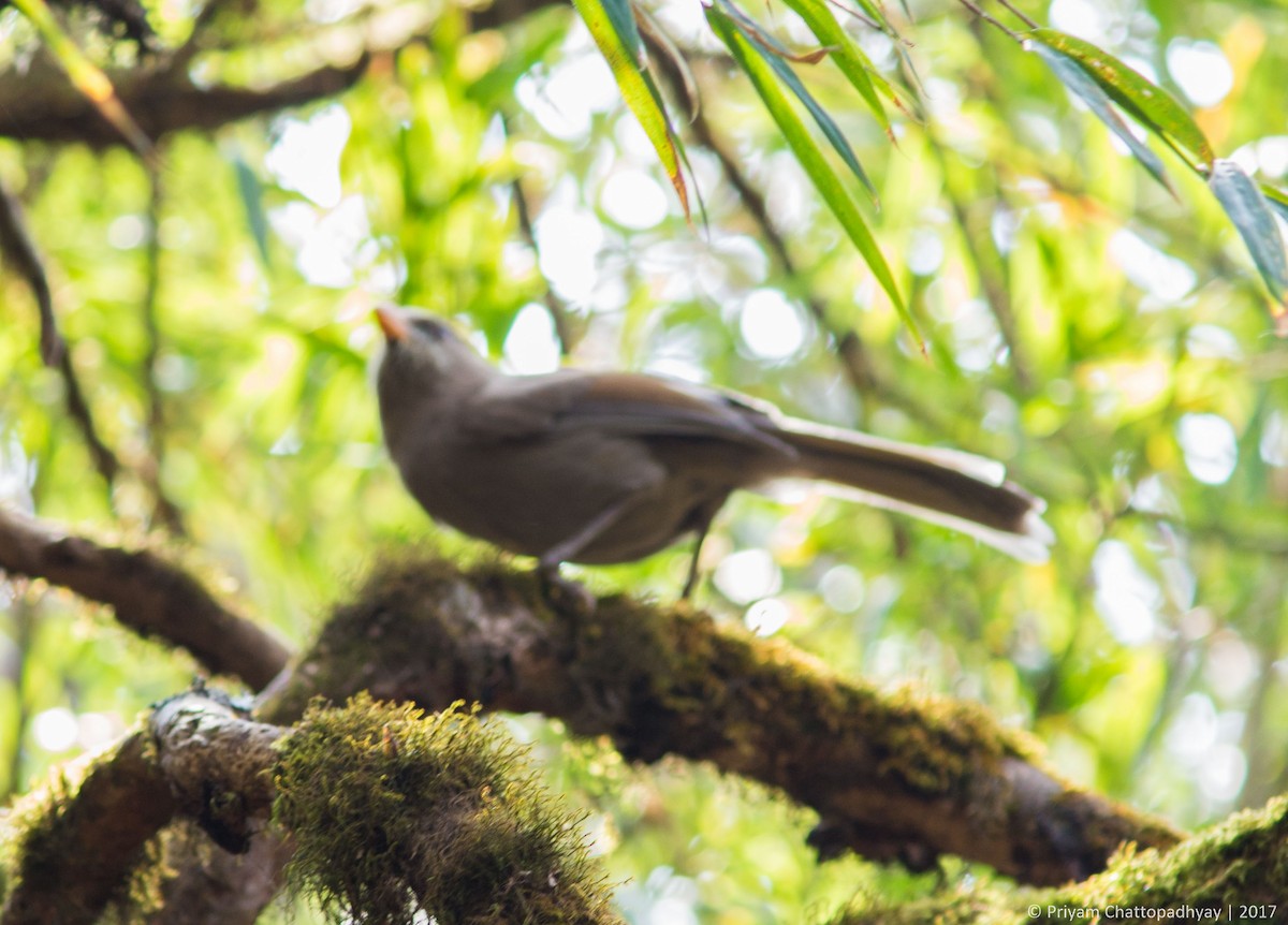 Great Parrotbill - ML178968221