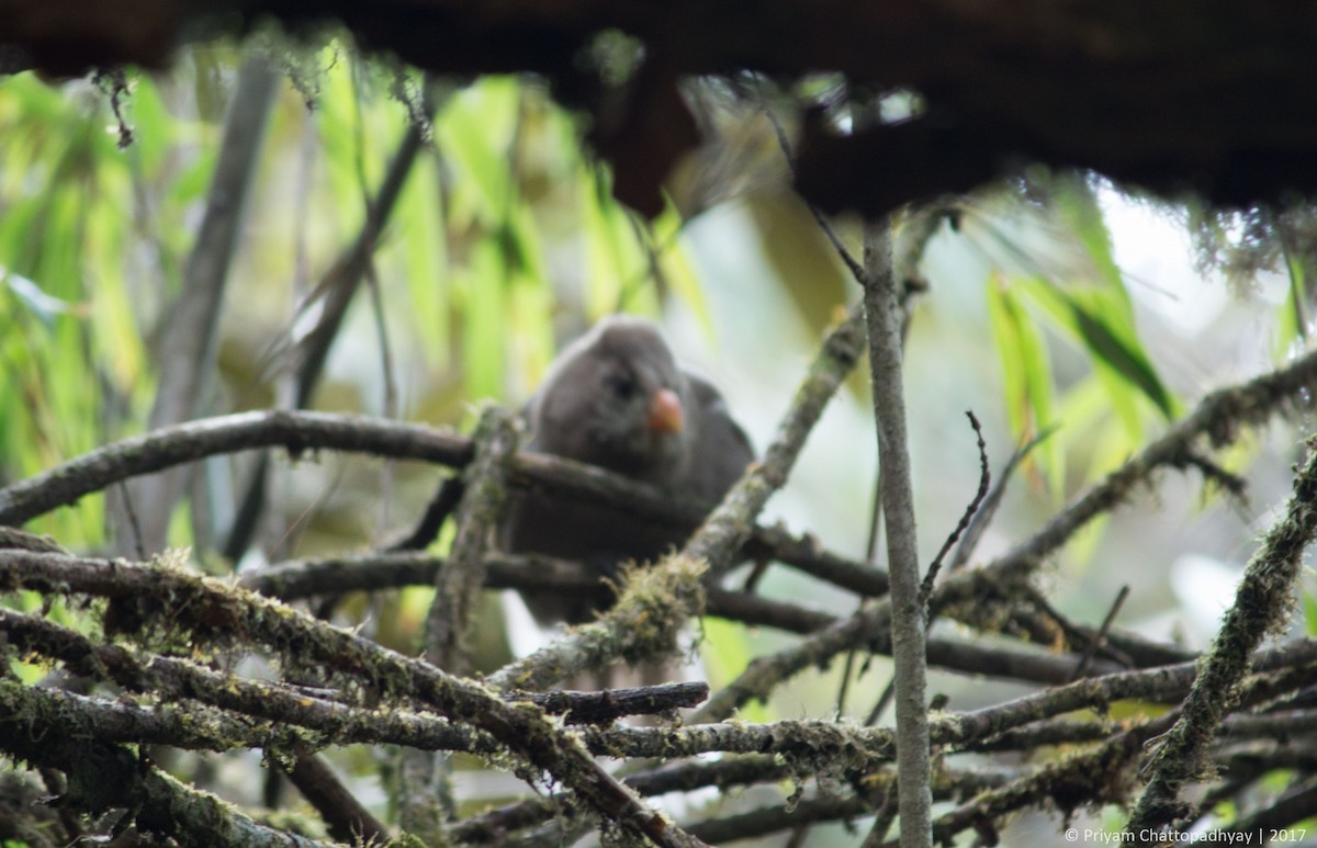 Great Parrotbill - ML178968231