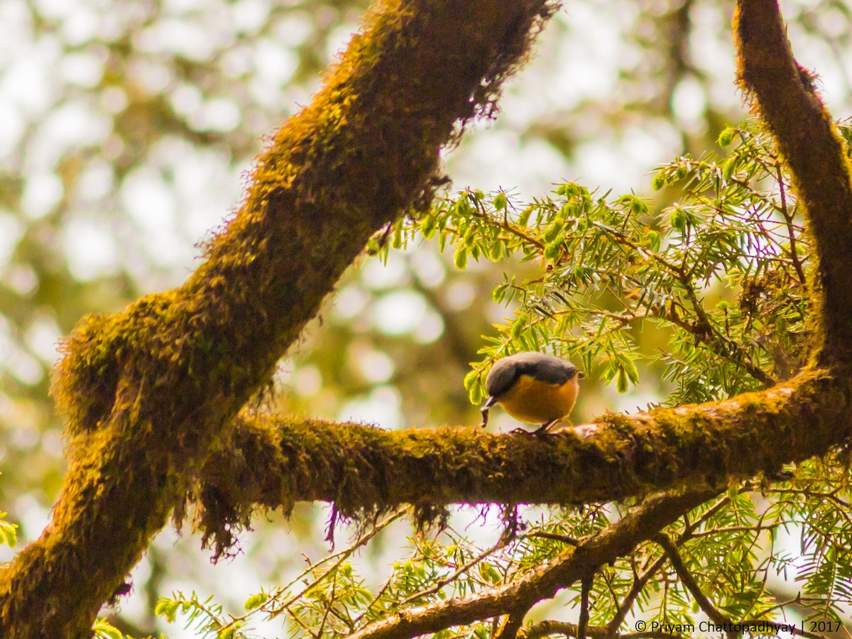 White-tailed Nuthatch - ML178968251