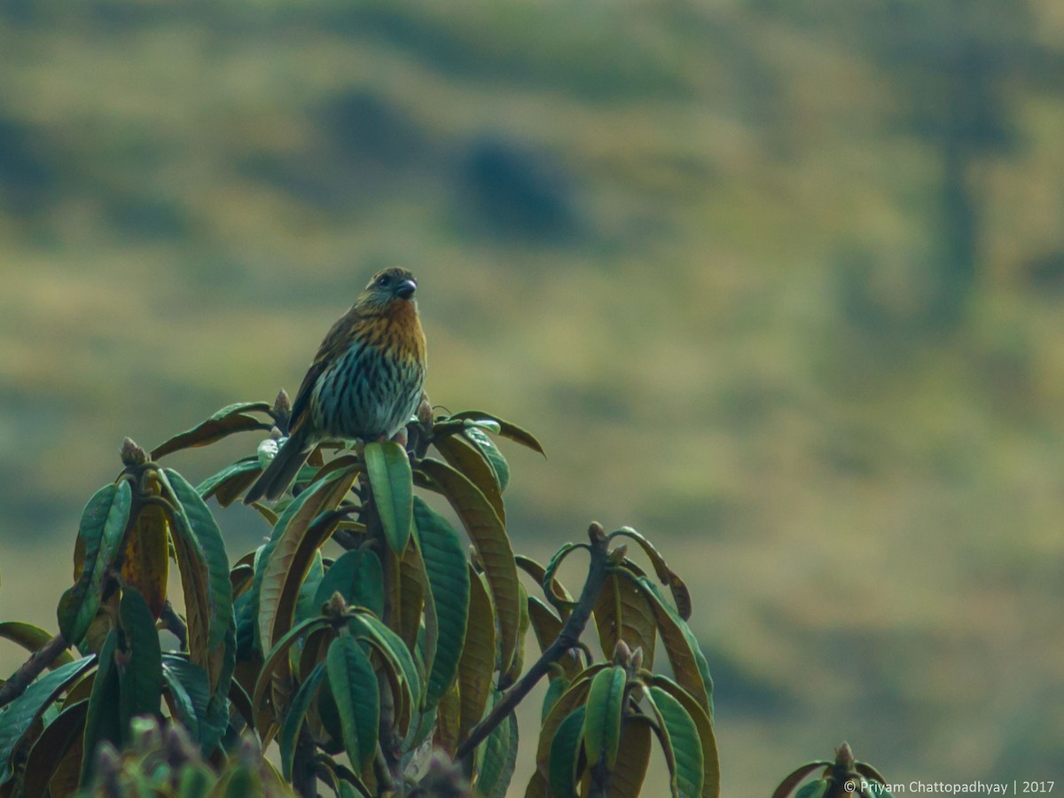 Himalayan White-browed Rosefinch - ML178968271