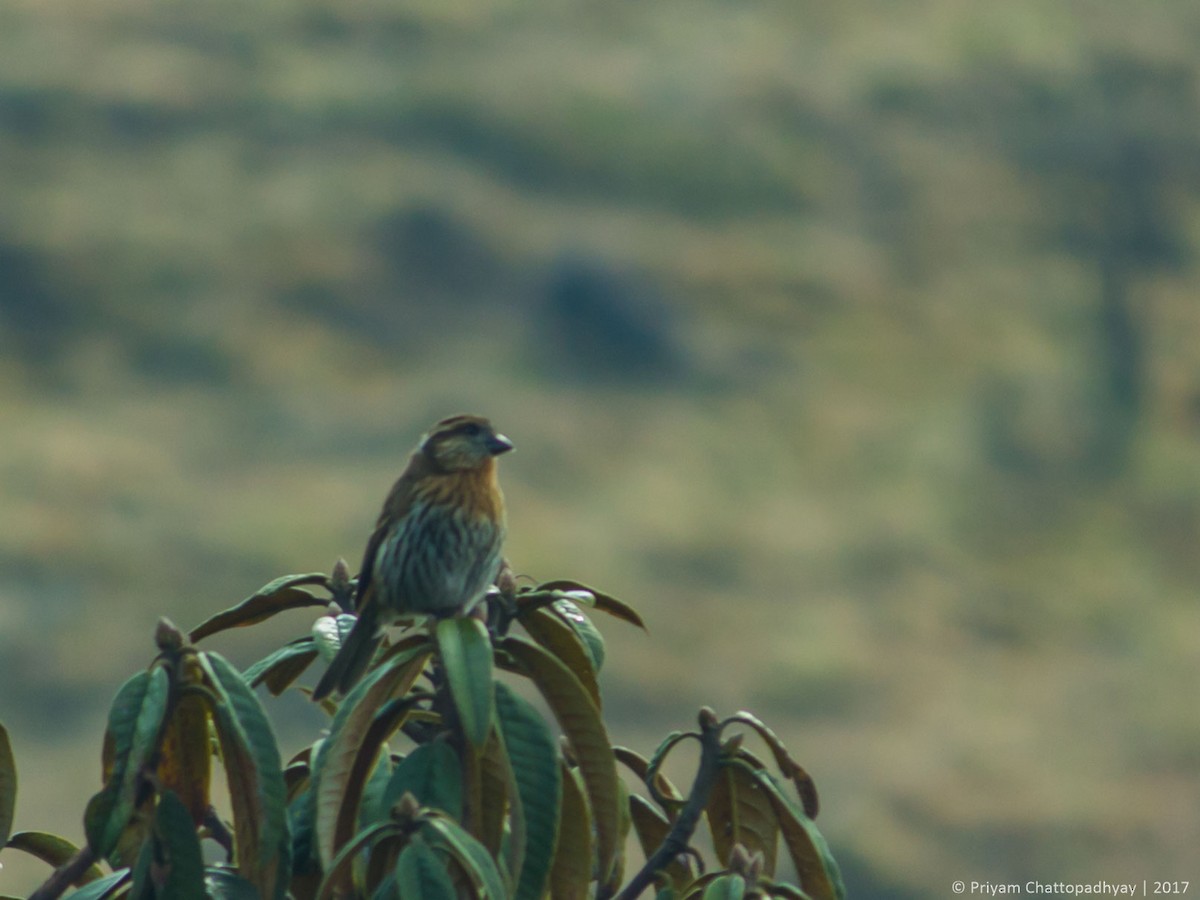 Himalayan White-browed Rosefinch - ML178968281