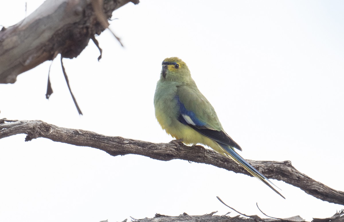 Blue-winged Parrot - ML178968991