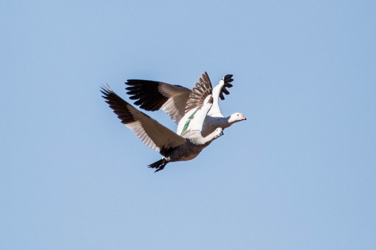 Upland Goose - ML178969811