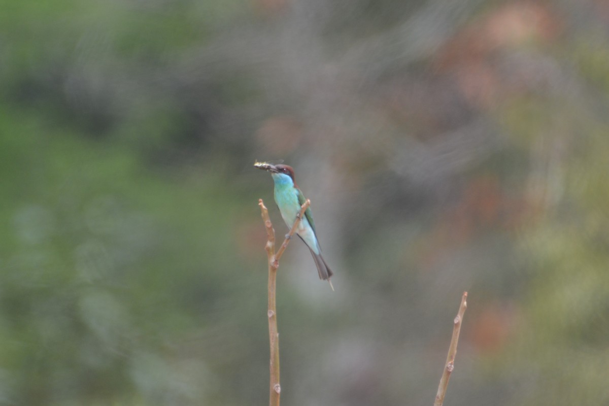 Blue-throated Bee-eater - ML178969971