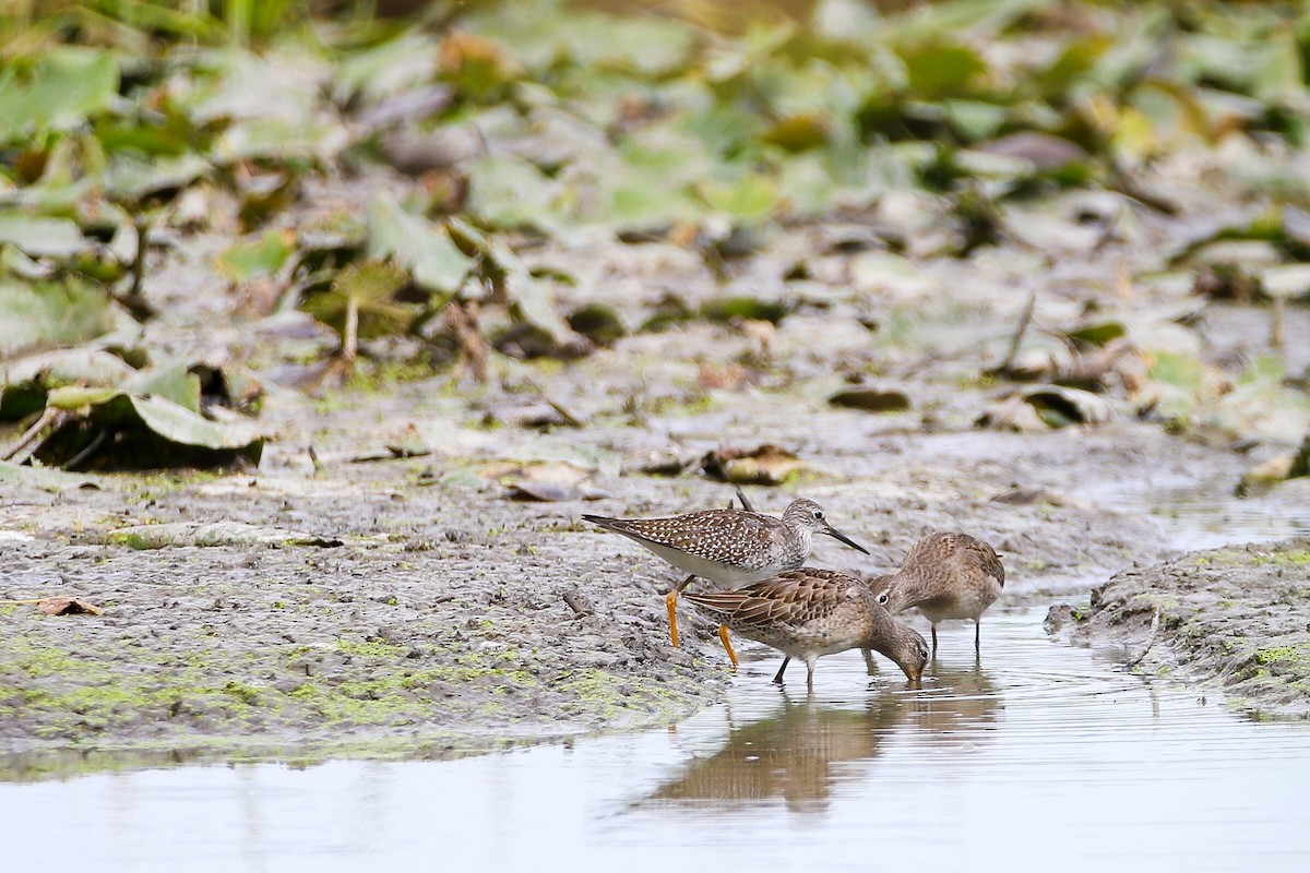 Long-billed Dowitcher - Myles Stokowski