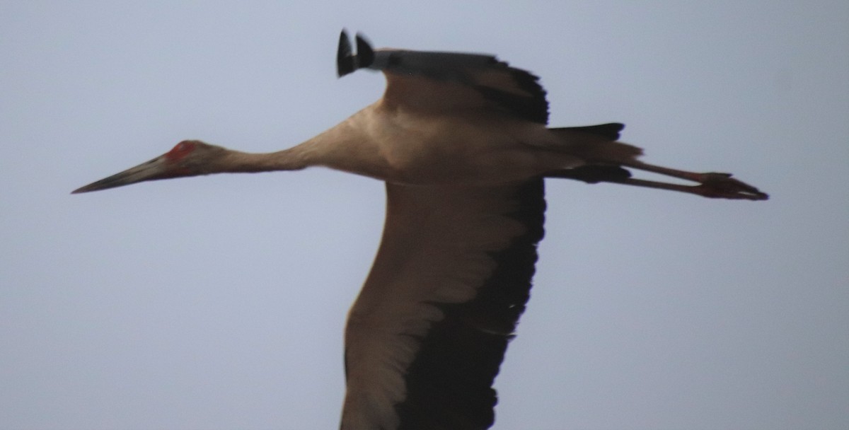 Maguari Stork - ML178970591
