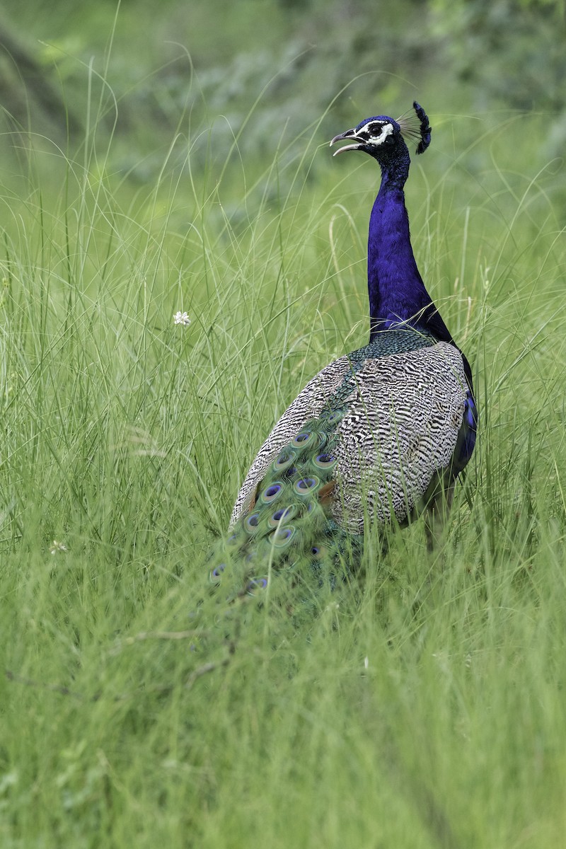 Indian Peafowl - ML178970661