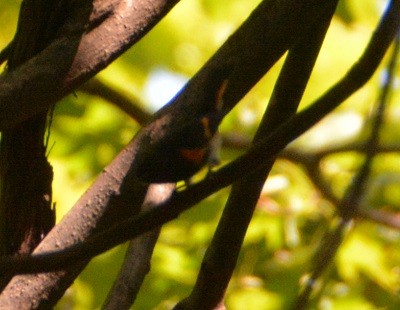 American Redstart - ML178972641