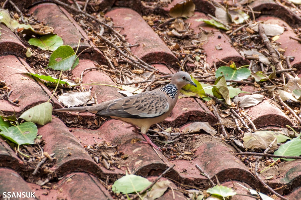 Spotted Dove - Sakkarin Sansuk