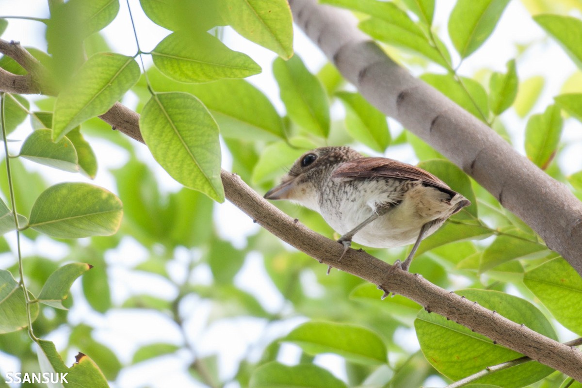 Tiger Shrike - ML178973031