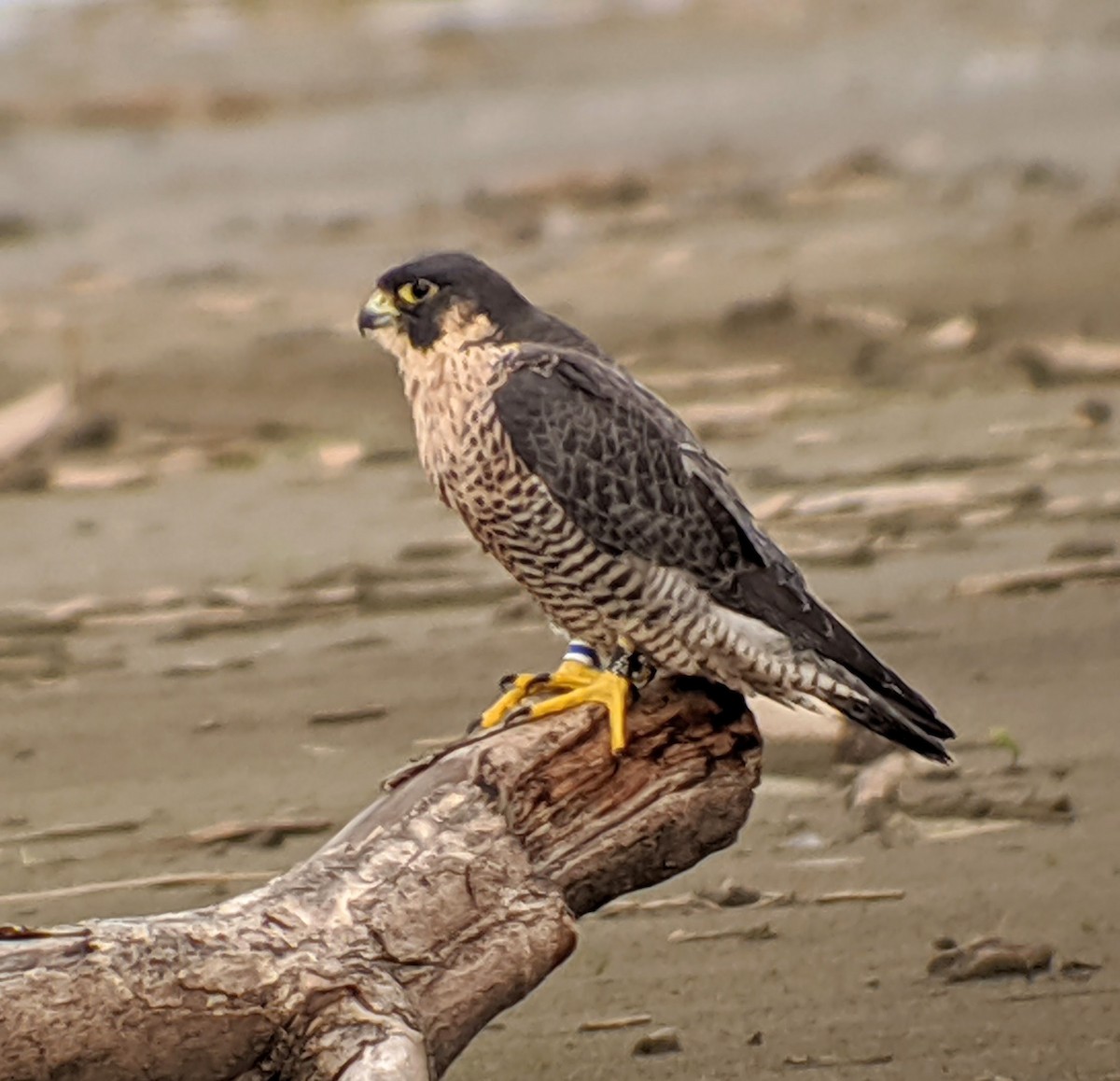 Peregrine Falcon - Clem Nilan