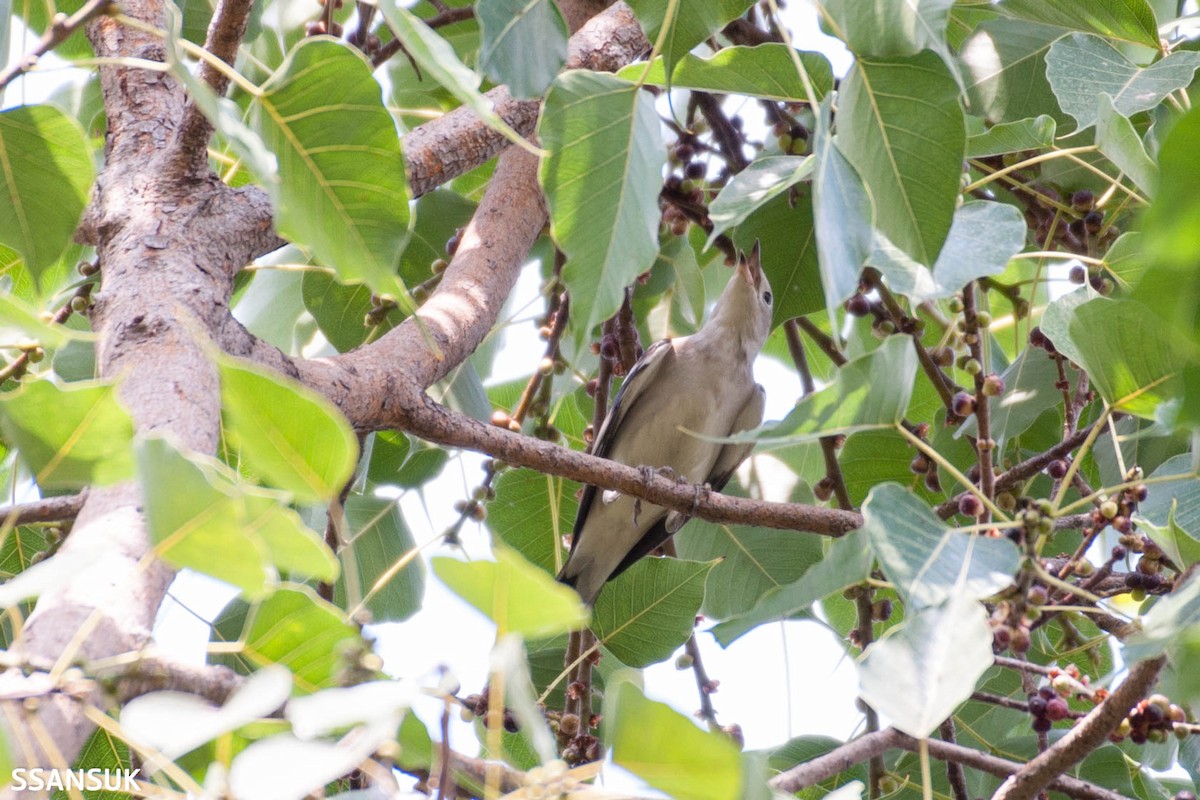 Daurian Starling - Sakkarin Sansuk