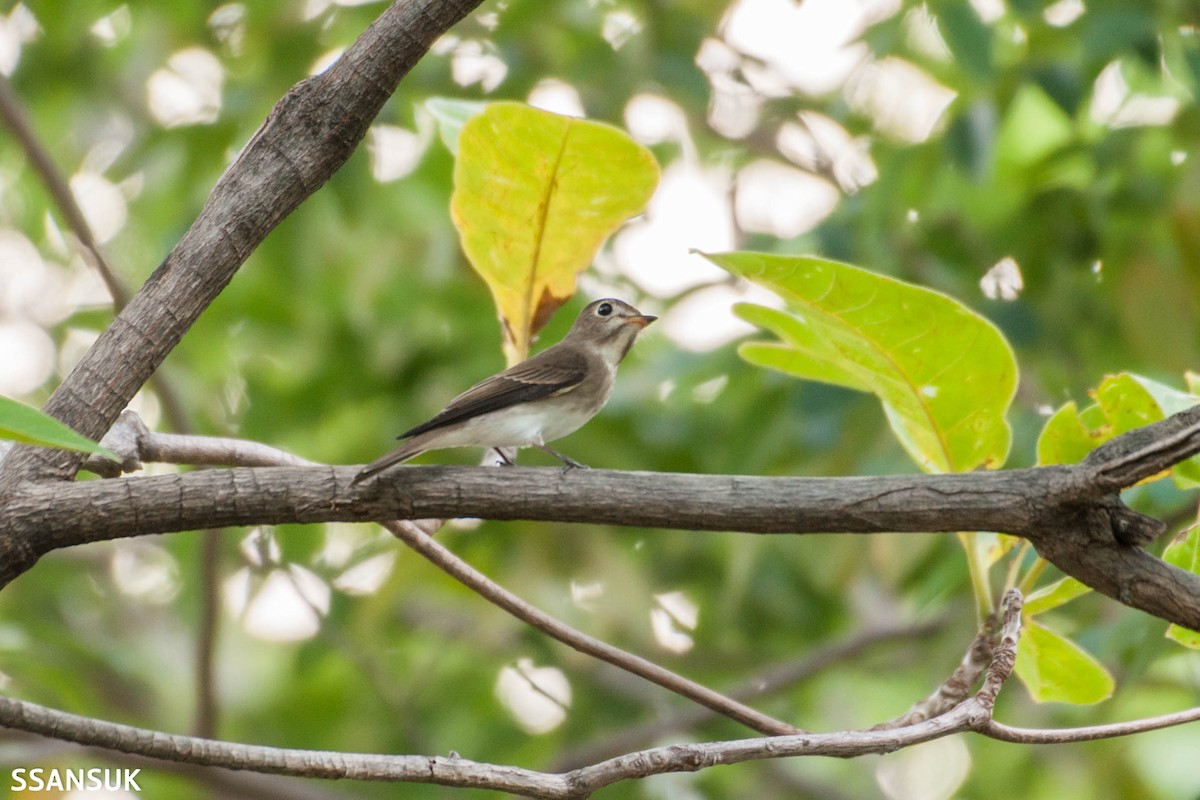 Asian Brown Flycatcher - Sakkarin Sansuk