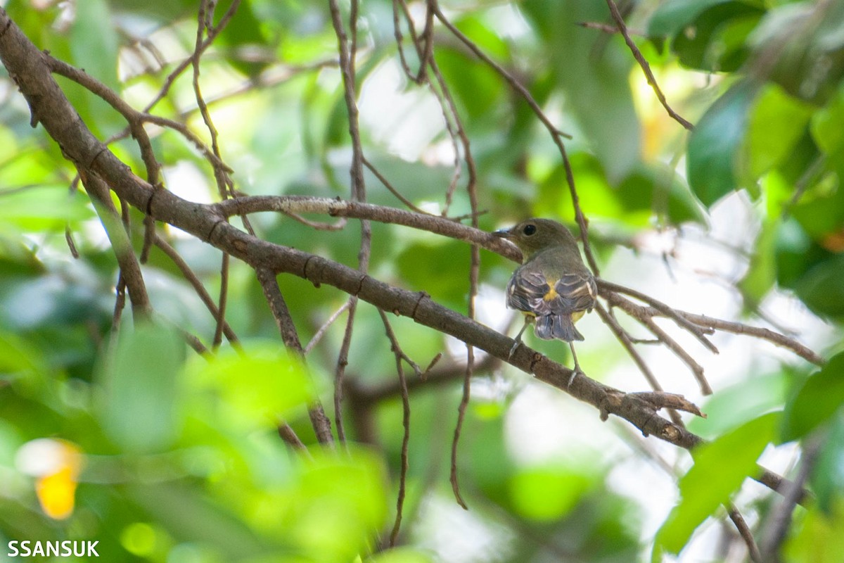 Yellow-rumped Flycatcher - ML178973541