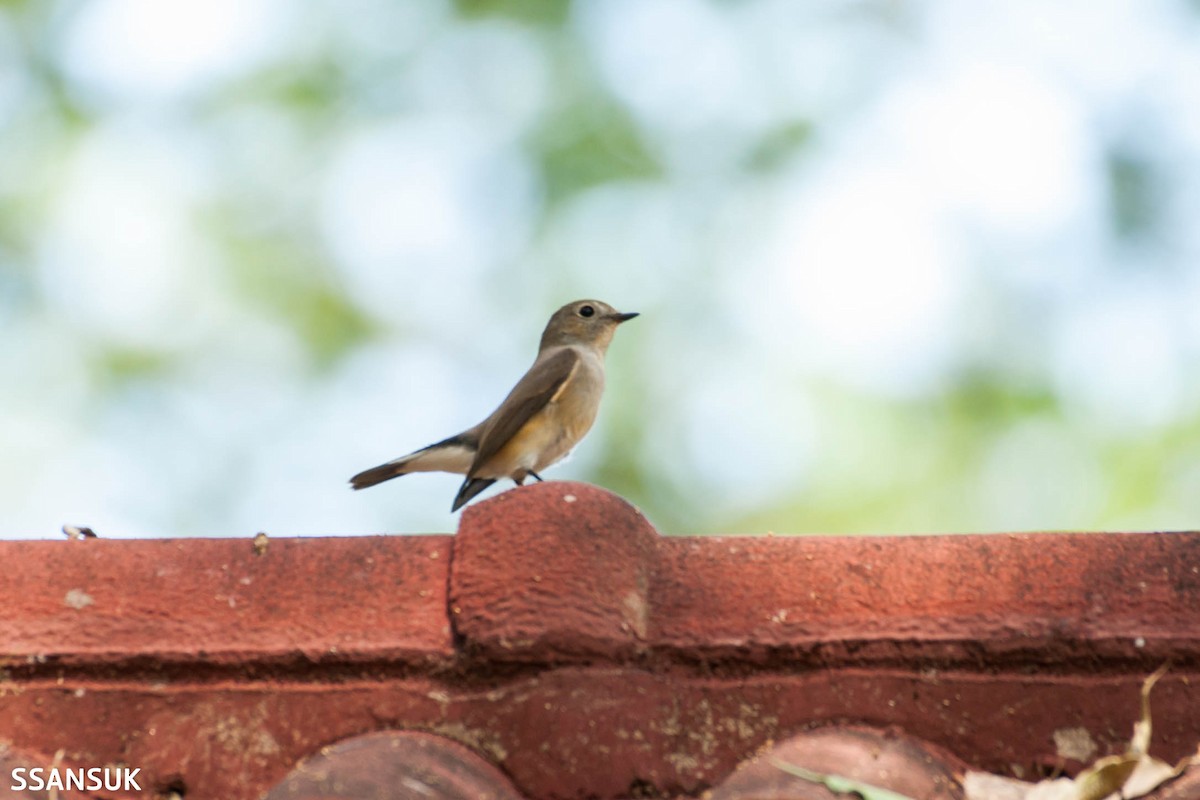 Taiga Flycatcher - Sakkarin Sansuk