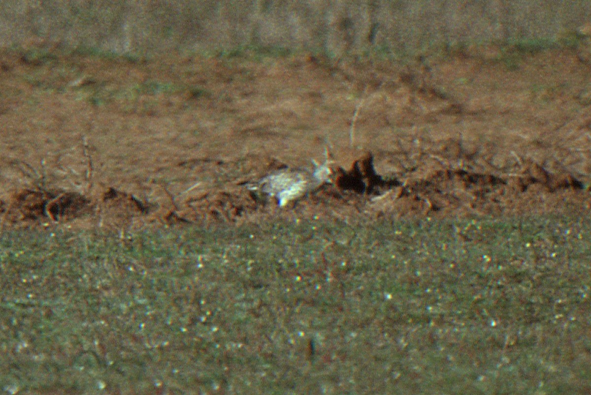 Slender-billed Curlew - ML178973591