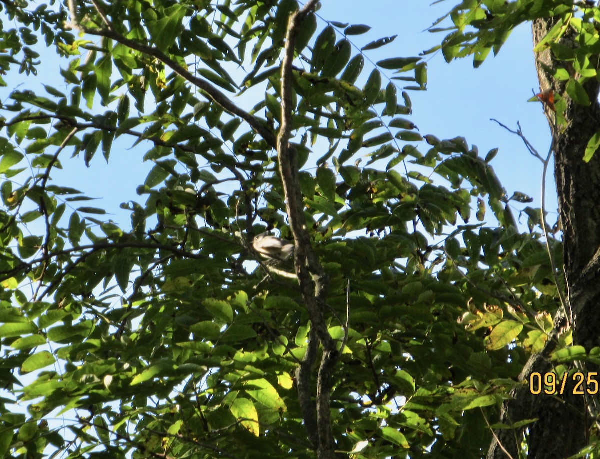 Tufted Titmouse - ML178973801