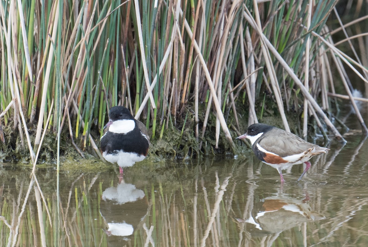 Red-kneed Dotterel - ML178975051