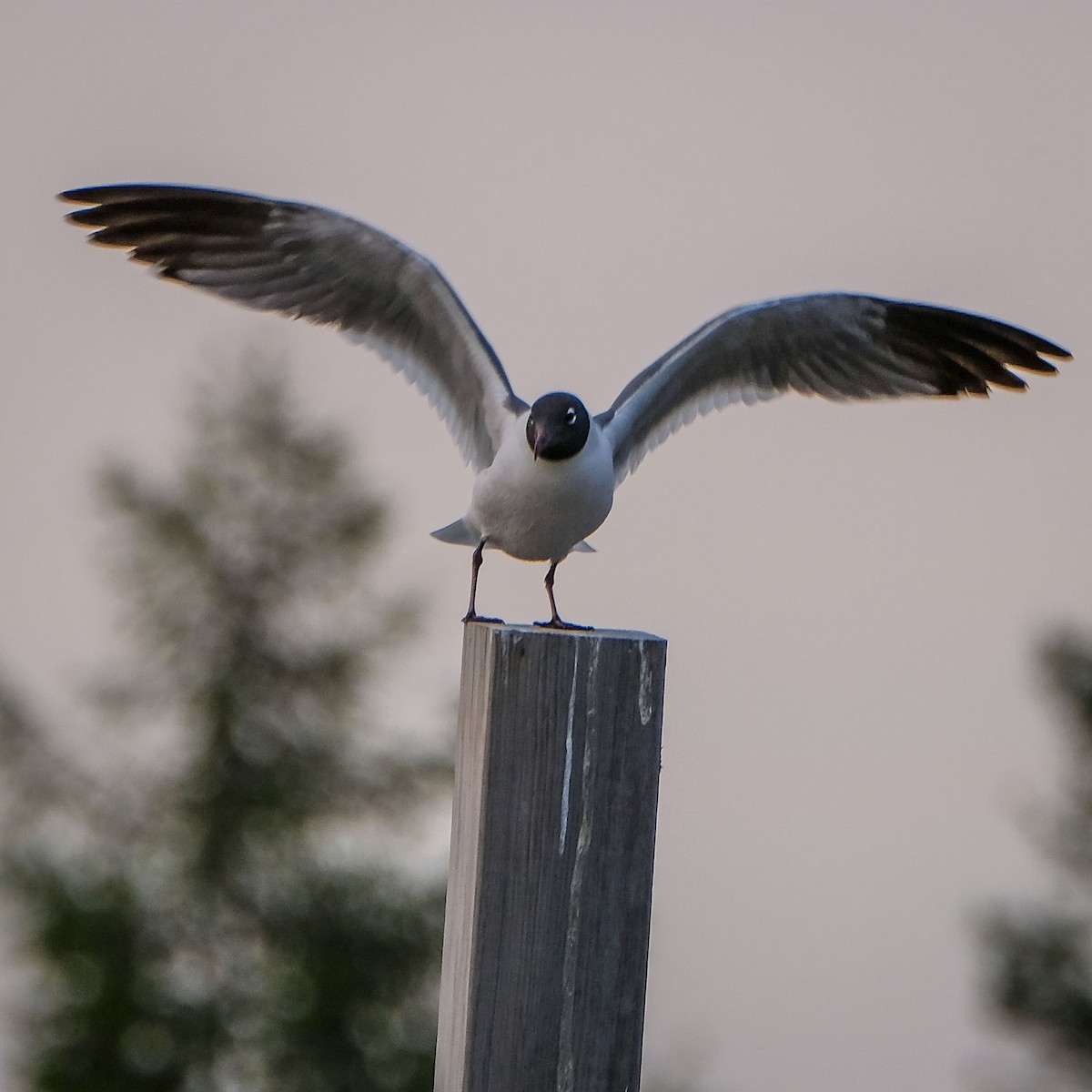 Laughing Gull - David Cooper