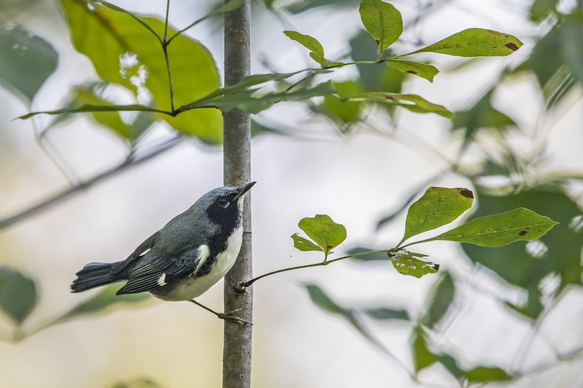 Black-throated Blue Warbler - ML178978951