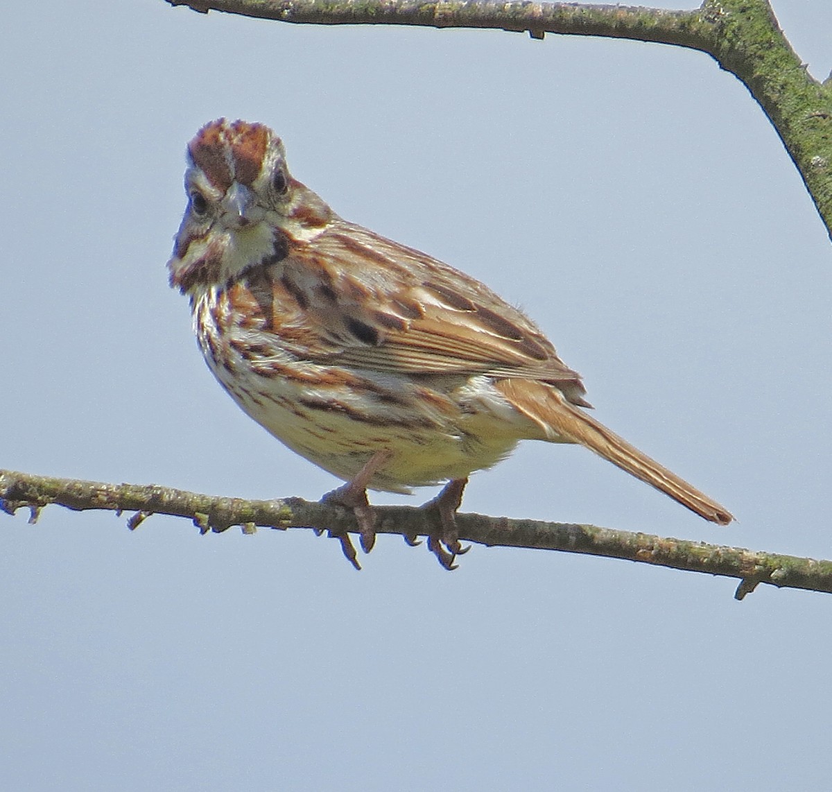 Song Sparrow - ML178979071