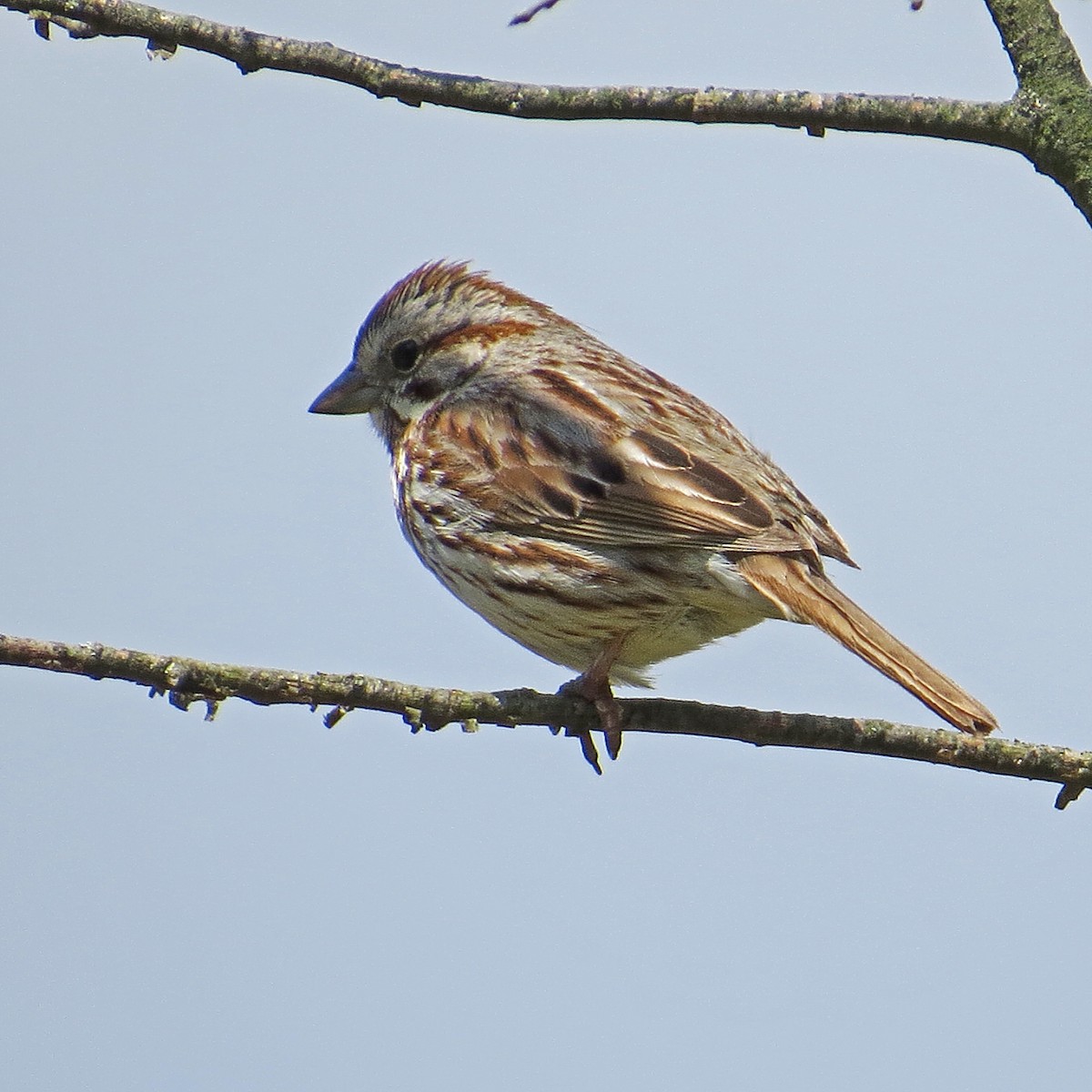 Song Sparrow - ML178979081