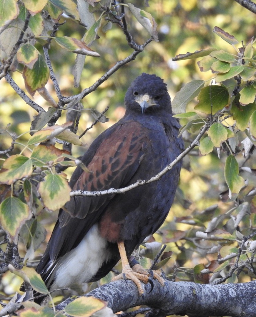 Harris's Hawk - ML178979401