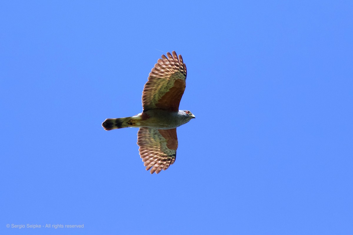 Rufous-thighed Kite - ML178979411