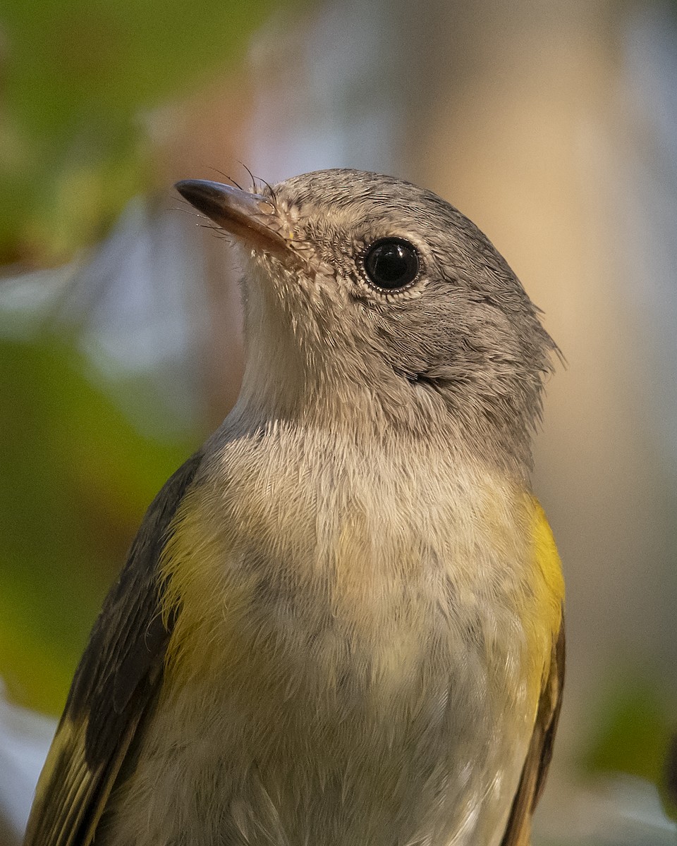 Rotschwanz-Waldsänger - ML178979461