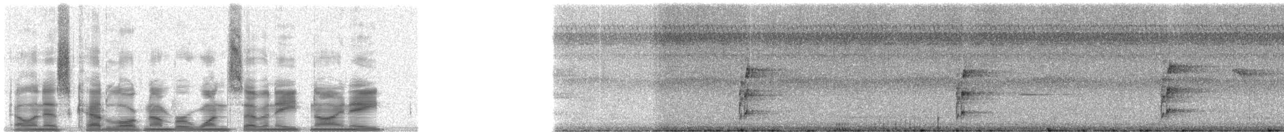 White-bellied Tody-Tyrant - ML17898