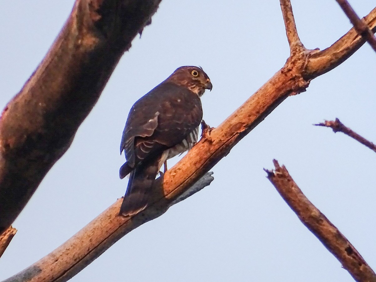 Chinese Sparrowhawk - ML178981151
