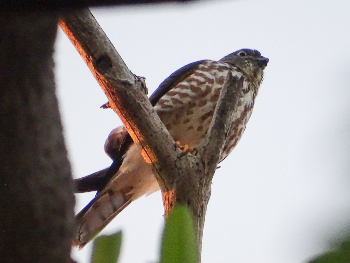 Chinese Sparrowhawk - ML178981161