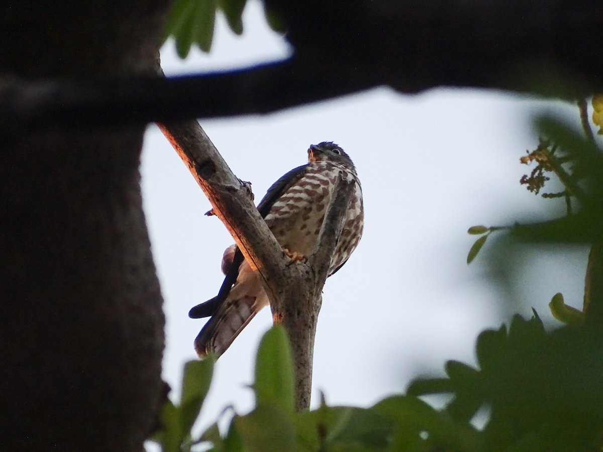 Chinese Sparrowhawk - ML178981171