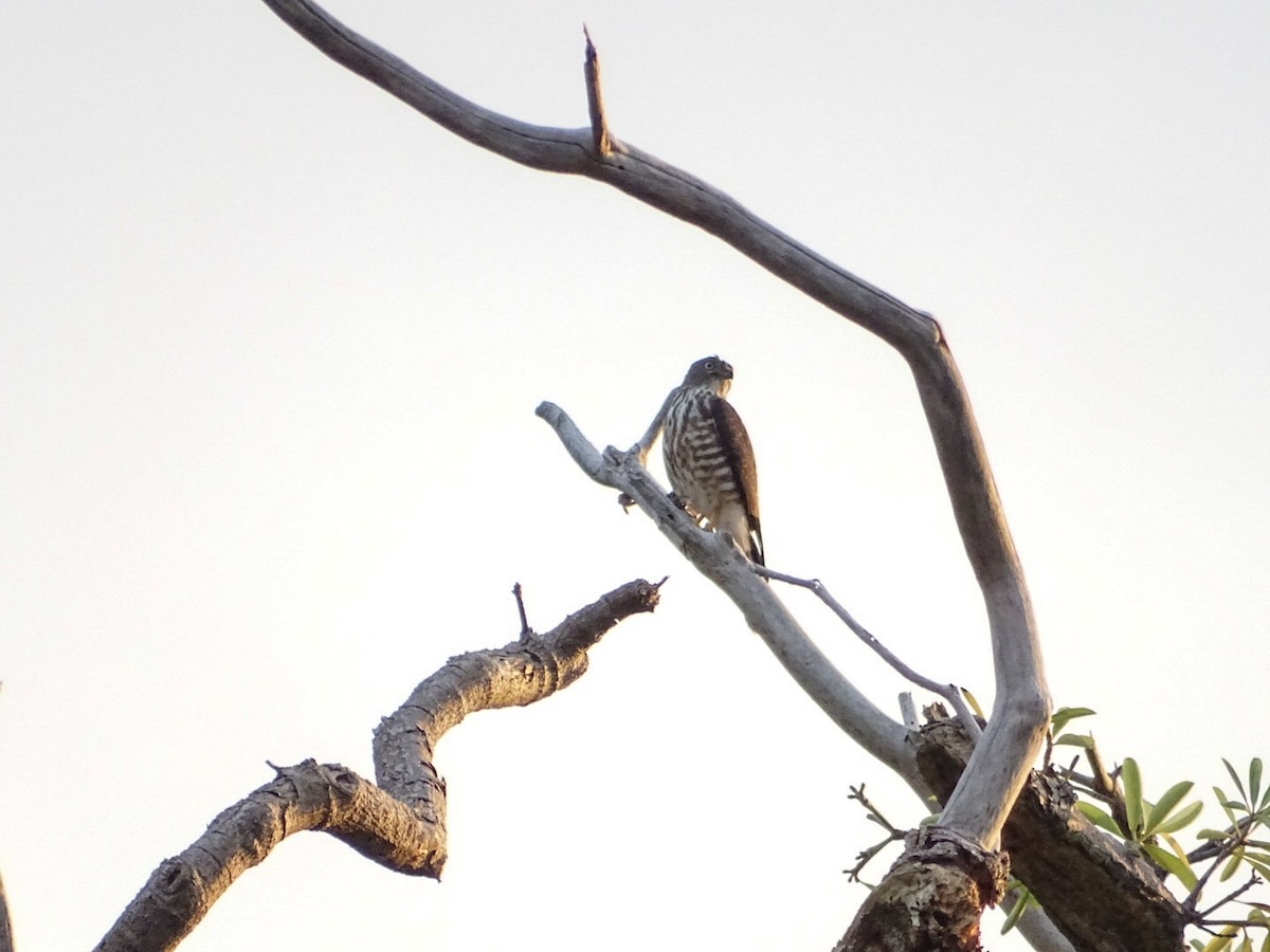 Chinese Sparrowhawk - ML178981181